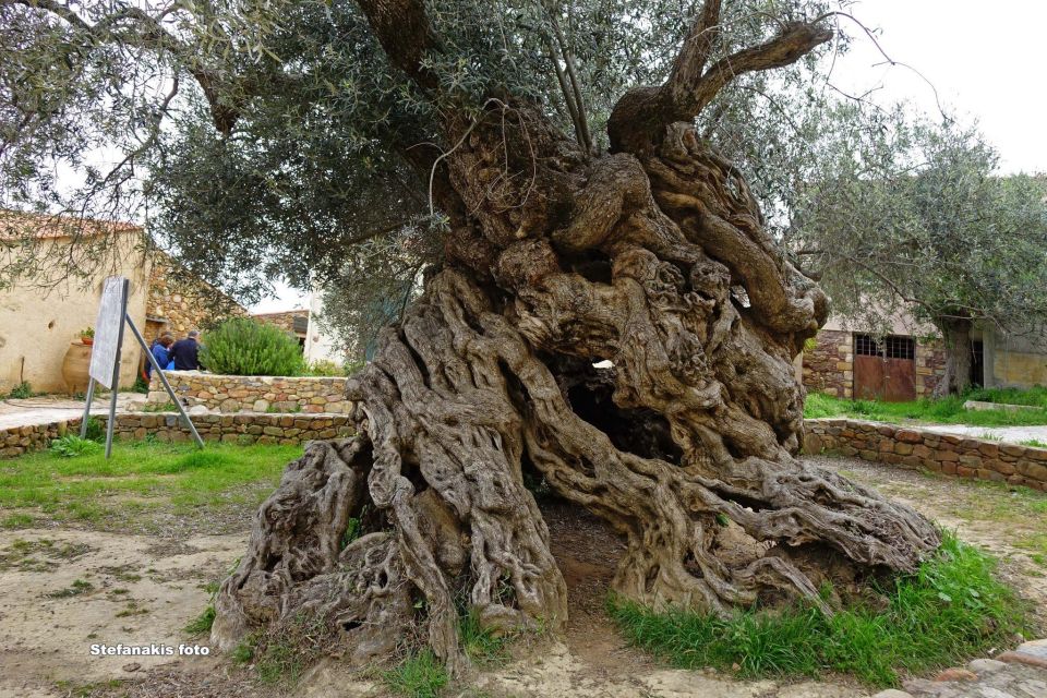 Crete: Wine and Olive Oil Tasting - Inclusions