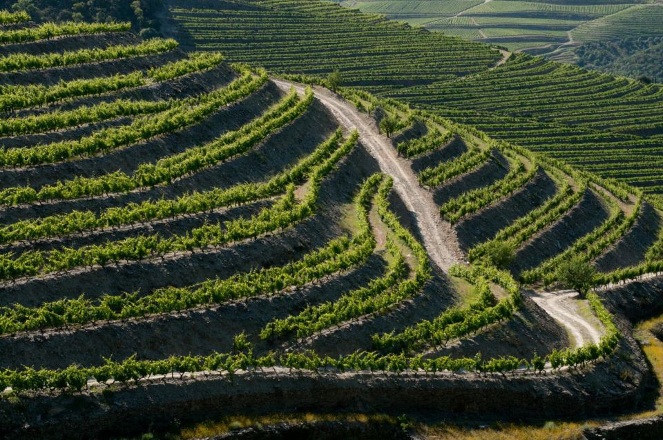 Douro: Wine Tasting and River Cruise Experience - Common questions