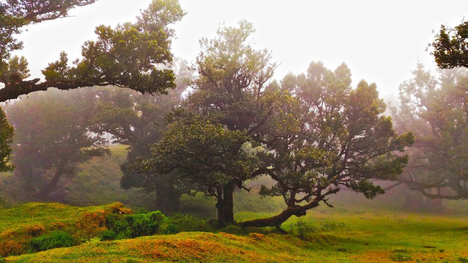 Fanal / Whistlers - Levada Walk - Activity Highlights