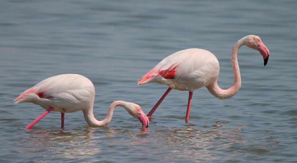 From Arles: Half-Day 4x4 Camargue Safari - Important Information