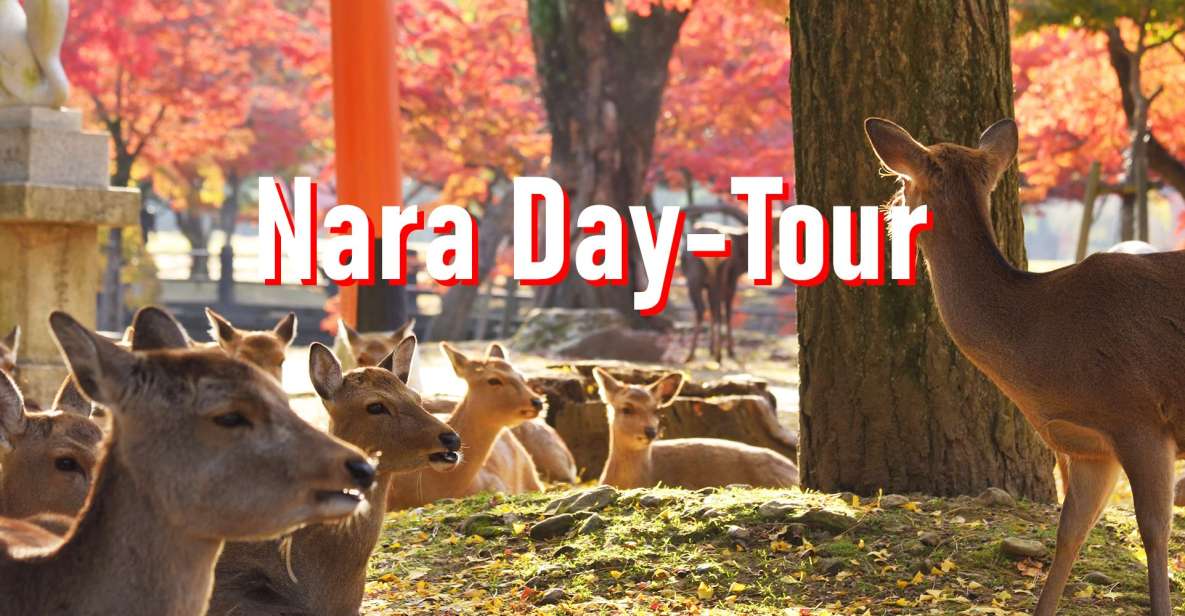 From Osaka: 10-hour Private Customized Tour to Nara - Convenient Pickup and Drop-off