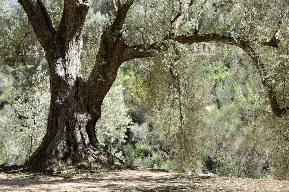 From Seville: Olive Oil Farm Tour - Important Information