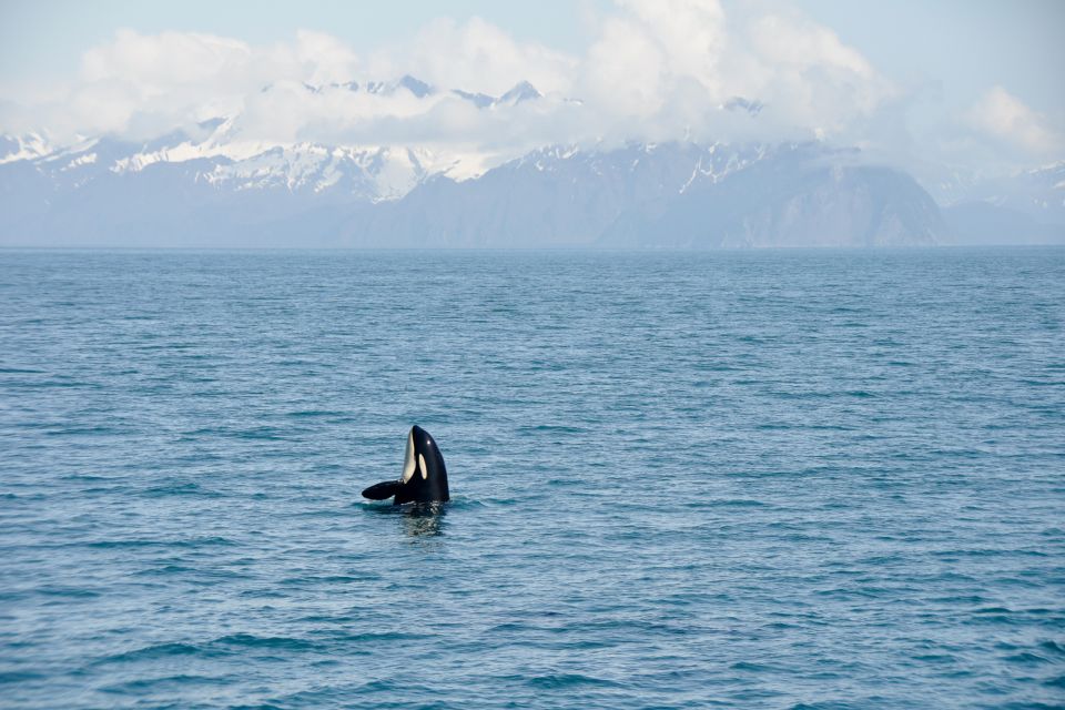 From Seward: Half-Day Resurrection Bay Wildlife Cruise Tour - Guided Tour Experience Details