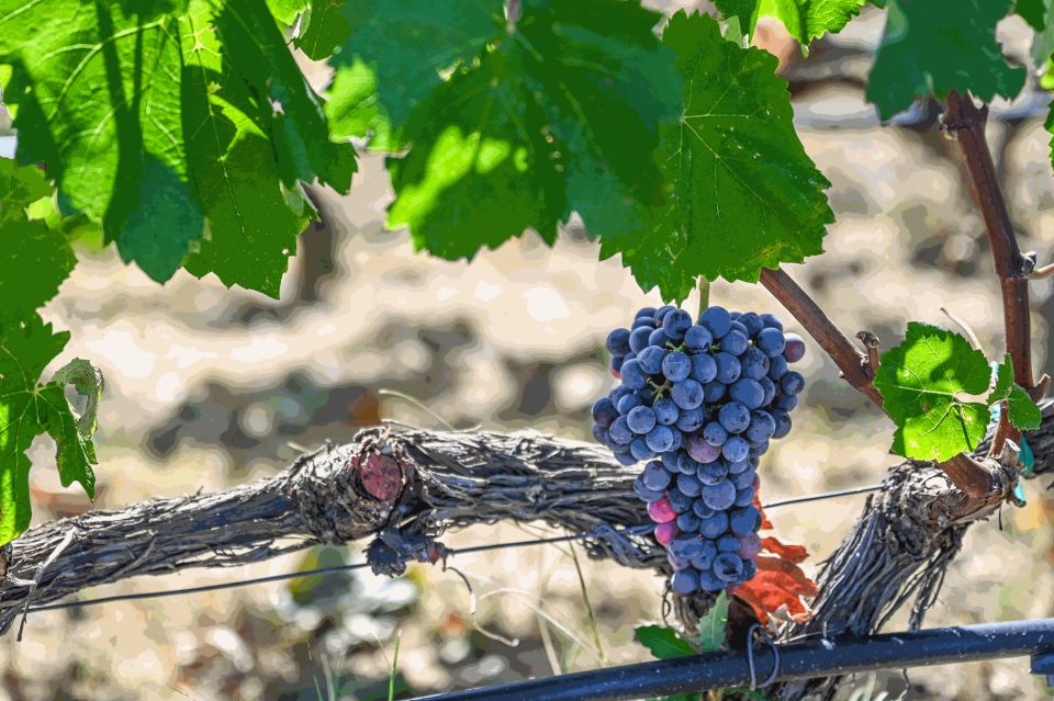 From Thessaloniki: Pella-Edessa Wine Tasting - Important Information