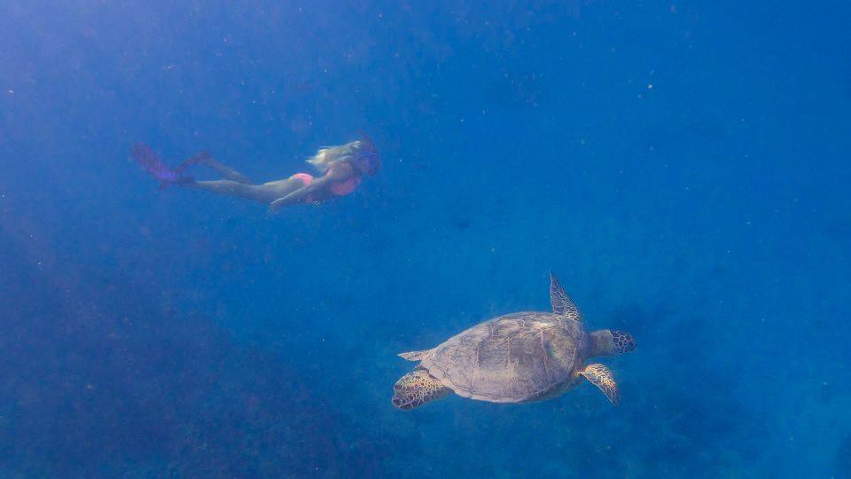 From Waikiki: Turtle Canyons Snorkeling Tour - Customer Reviews