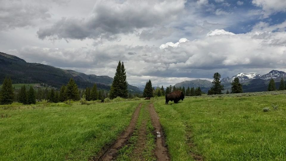 Gardiner: Yellowstone National Park Half Day Guided Hike - Tour Description