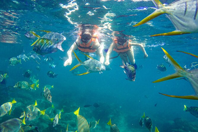 Half Day Cabo Snorkel Adventure With Lunch and Open Bar - Viator Information and Service Quality