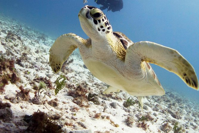 Isla Mujeres Small-Group MUSA Scuba Dive - Dive With a Padi-Certified Instructor