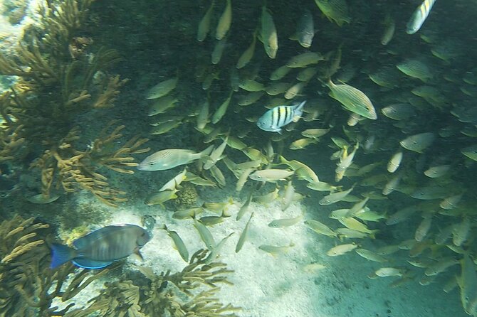 Isla Mujeres Snorkeling Adventure at the Underwater Museum - Family-Friendly Features
