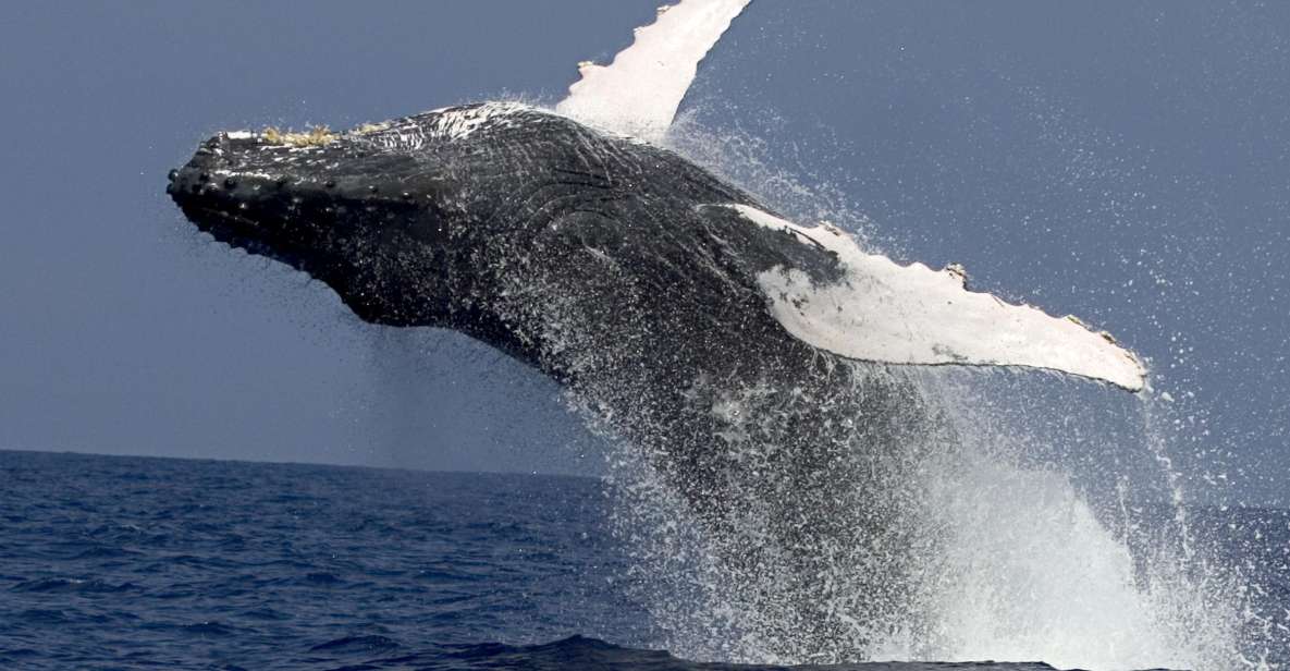 Kailua Kona: Humpback Whale Watching Adventure Cruise - Directions and Seasonality