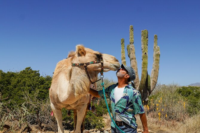 Magical Todos Santos Tour, Camel Ranch, Lunch & Tequila - Photo Gallery