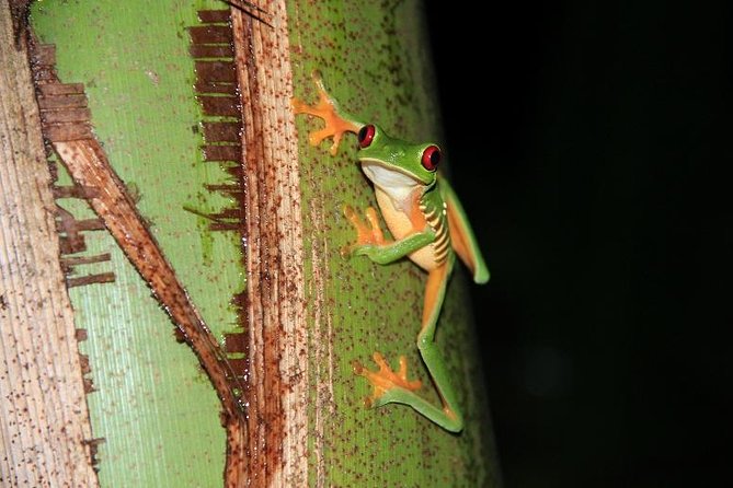 Manuel Antonio Jungle Night Tour With Pick up Included - Pickup Details