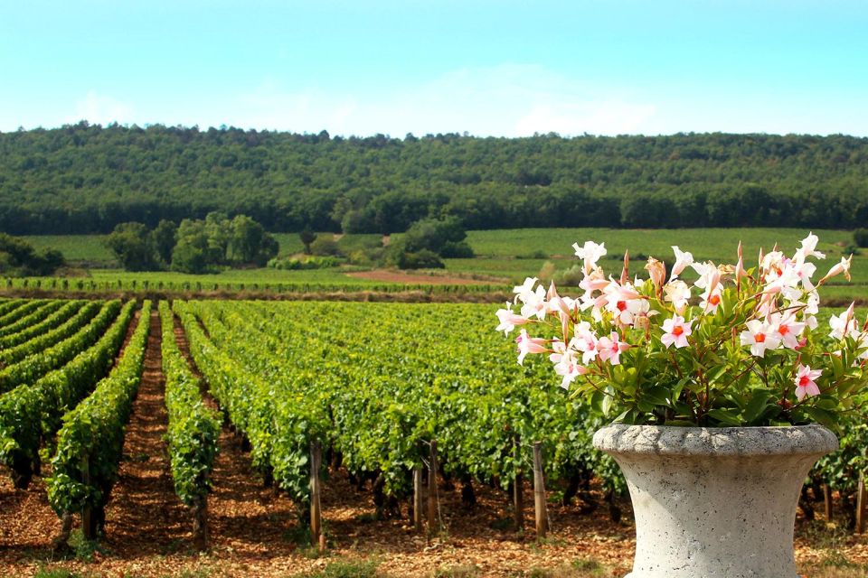Marne: 2-Day Champagne Tour With Tastings and Lunches - Exciting Winery Visits