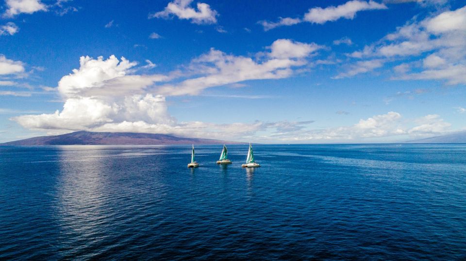Maui: Kaanapali Wild Dolphin Sail - Customer Reviews