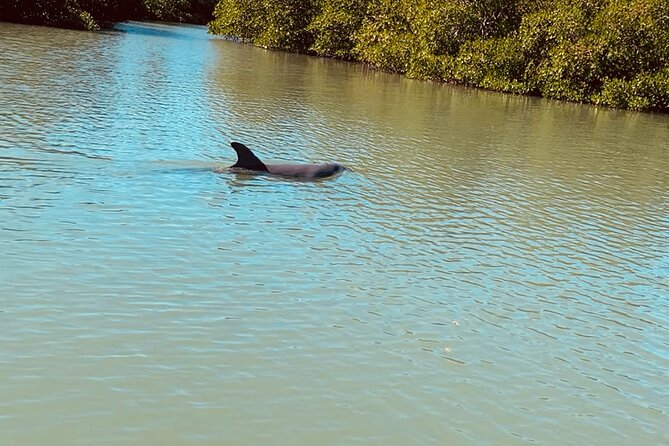 New Smyrna Dolphin and Manatee Kayak and SUP Adventure Tour - Cancellation Policy