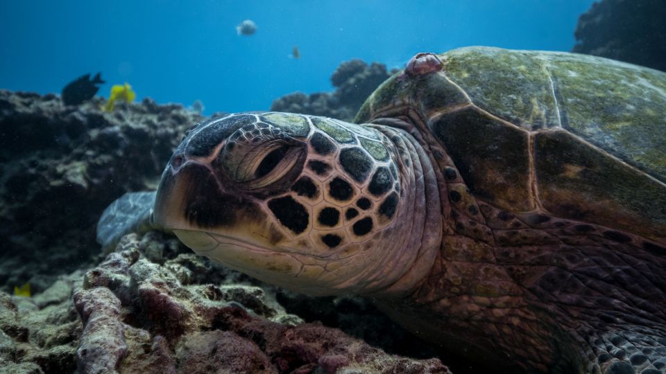 Oahu: Honolulu Turtle Canyon Snorkeling Tour - Customer Reviews