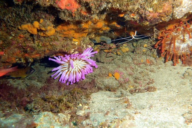 PADI Open Water Course in Gran Canaria - Final Words