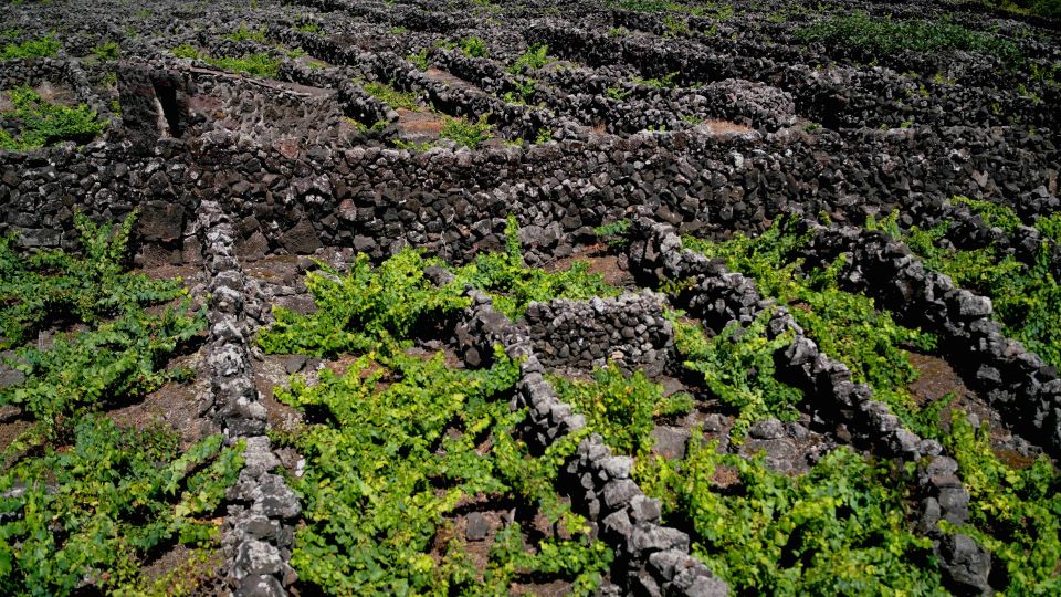 Pico Island: Half Day Private Wine Tour - Meeting Point