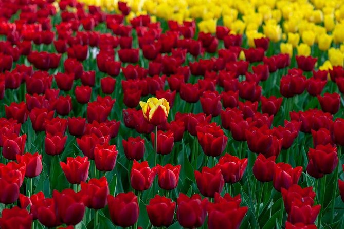Private Day Tour OTTAWA Tulip Festival May 10-20 From MONTREAL - Cancellation Policy