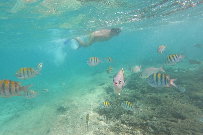 Private MUSA Snorkeling Experience at Isla Mujeres and Cancun - Customer Feedback and Reviews