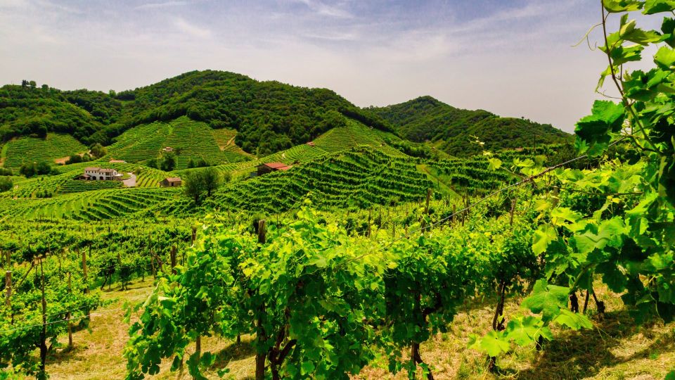 Private Tour From Venice to Hill of Prosecco - Tour Details