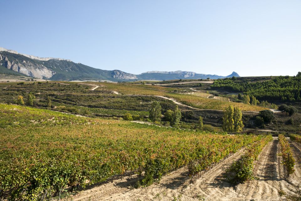 Rioja Winery & Traditional Lunch From Pamplona or Logroño - Important Information