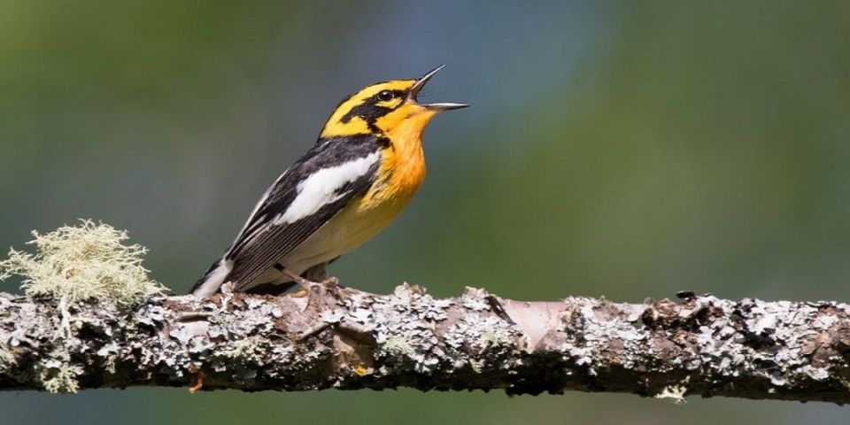 Saskatoon: Birdwatching Tour in President Murray Park - Reservation Information