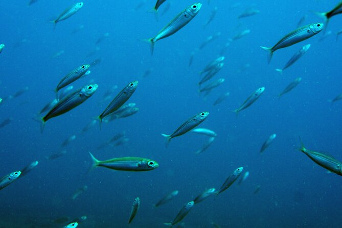 Scuba Diving in Lanzarote (For Certified Divers Only) - Location Details and Meeting Point