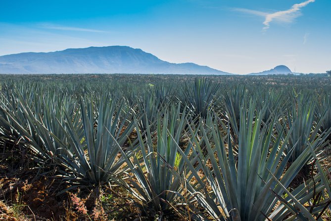 Small Group Tequila City Tour and Tasting From Guadalajara - Additional Tour Information