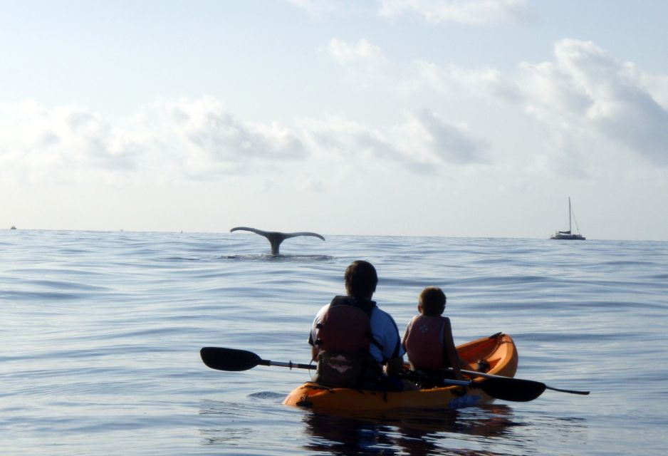 South Maui: Whale Watch Kayaking and Snorkel Tour in Kihei - Customer Reviews and Ratings