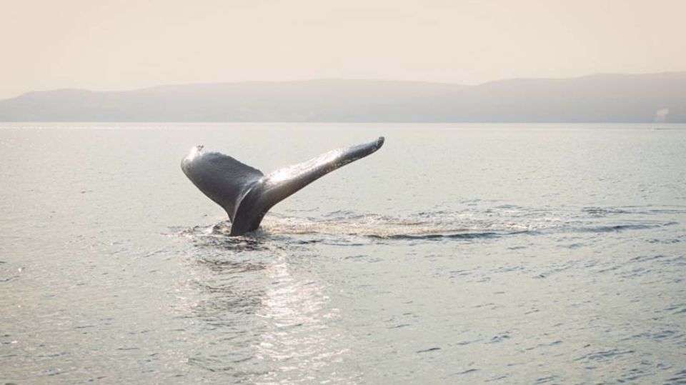 Tadoussac: VIP Lounge or Upper Deck Whale Watching Cruise - VIP Lounge Vs. Upper Walkway Options