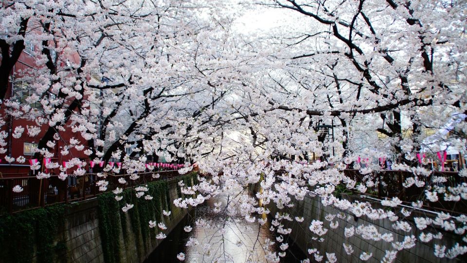Tokyo: Private Cherry Blossom Experience - Booking Information and Location Details