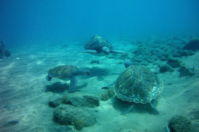 Try Scuba Diving in a Turtle Area (Boat) - Reviews and Testimonials