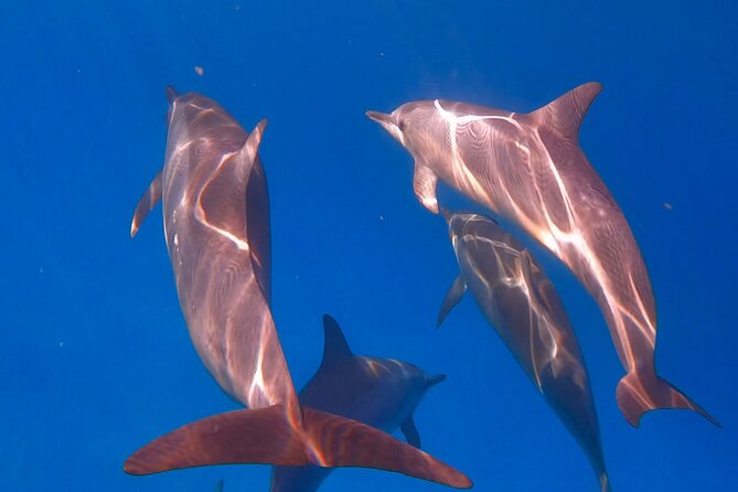 Turtle Canyon Snorkel From Waikiki (Semi Private Boat Tour) - Cancellation Policy