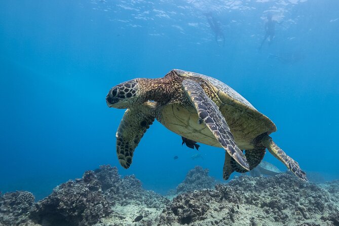 Turtle Canyon Waikiki Snorkel Adventure - Additional Information