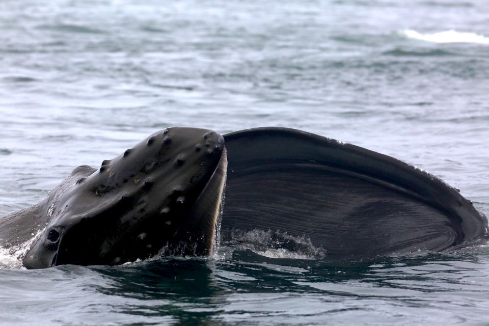 Victoria, BC: 3-Hour Ultimate Whale & Marine Wildlife Tour - Important Information