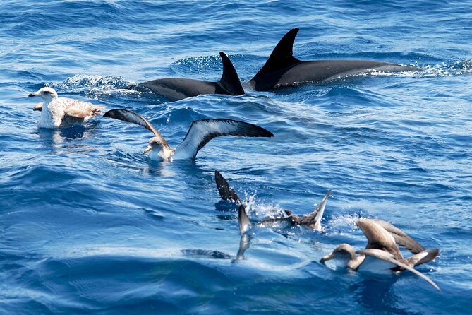 Whale and Dolphin Watching EcoAdventure in Tenerife - Guest Experiences