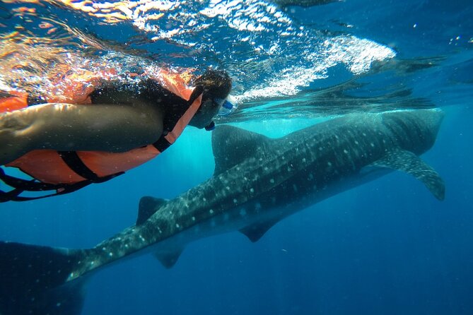Whale Shark Tour From Holbox Island - Logistics and Requirements