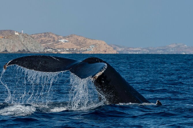 Whale Watching by Zodiac in Cabo San Lucas With Photos Included - General Overview and Features