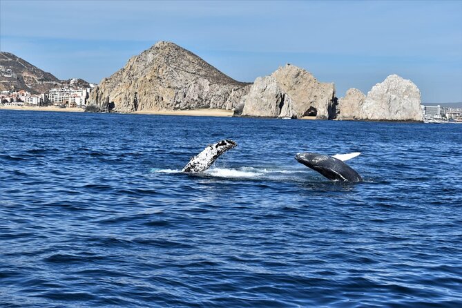 Whale Watching Tour in Los Cabos - Host Response and Additional Information