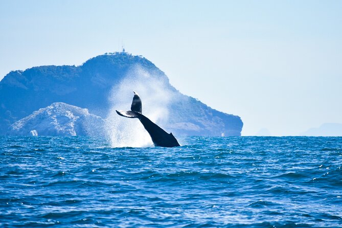 Whale Watching - Marine Life Encountered During Tour