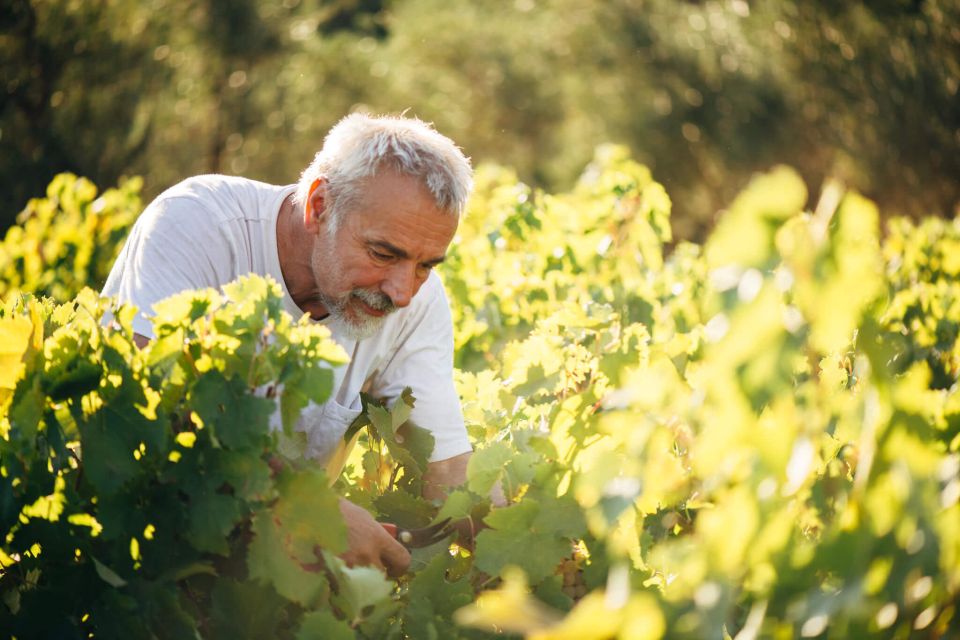 Zakynthos: Vineyard & Winery Tour With Local Winemaker - Inclusions and Restrictions