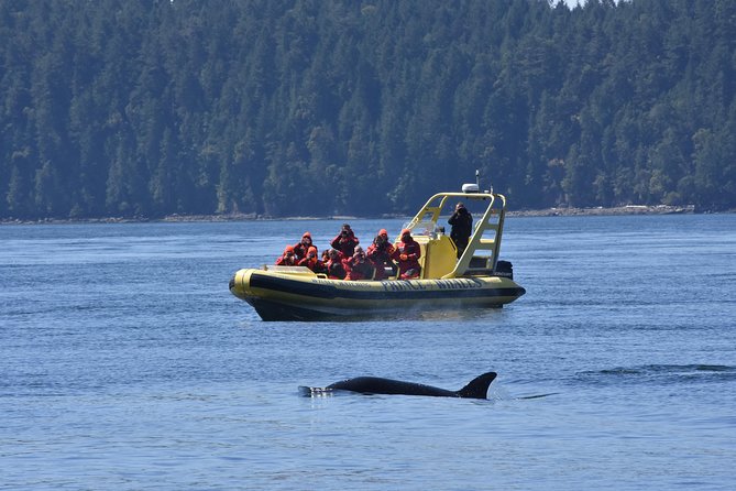 Zodiac Whale Watching Adventure From Telegraph Cove - Final Words