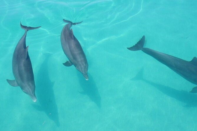 Biologist-Guided Adventure: Dolphin Watching and Key West Reefs - Common questions
