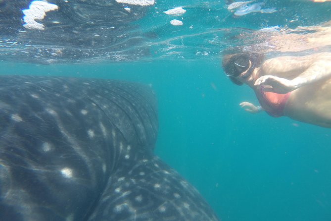 Cabo San Lucas to La Paz Whale Shark Full-Day Snorkeling Trip - Reviews and Testimonials