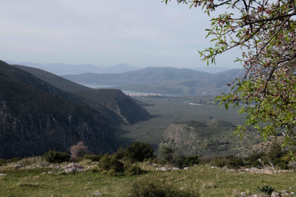 Delphi: Easy Hike on Ancient Path Through the Olive Groves - Description