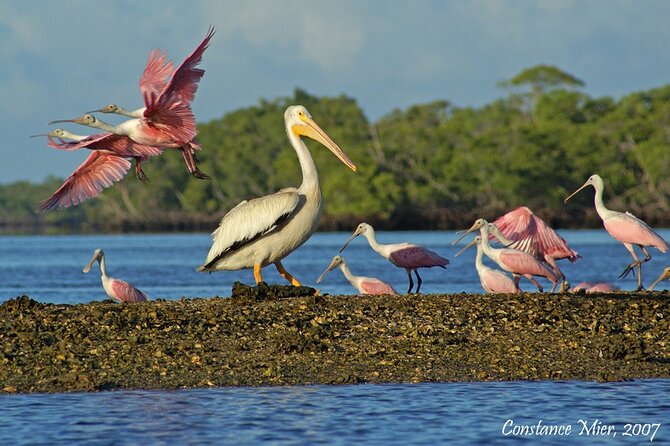 Everglades National Park Dolphin, Birding and Wildlife Boat Tour (2 Hours) - Boat Tour Highlights