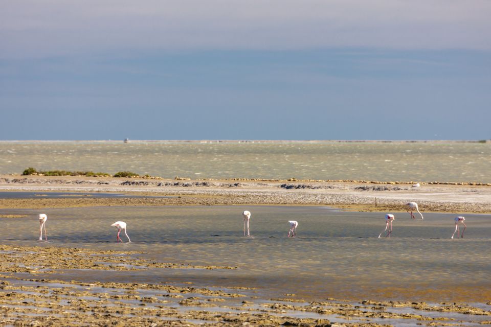 From Arles: Half-Day 4x4 Camargue Safari - Customer Reviews