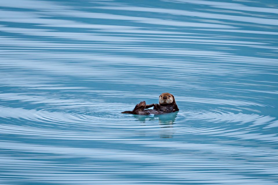 From Seward: Half-Day Resurrection Bay Wildlife Cruise Tour - Booking and Participant Information