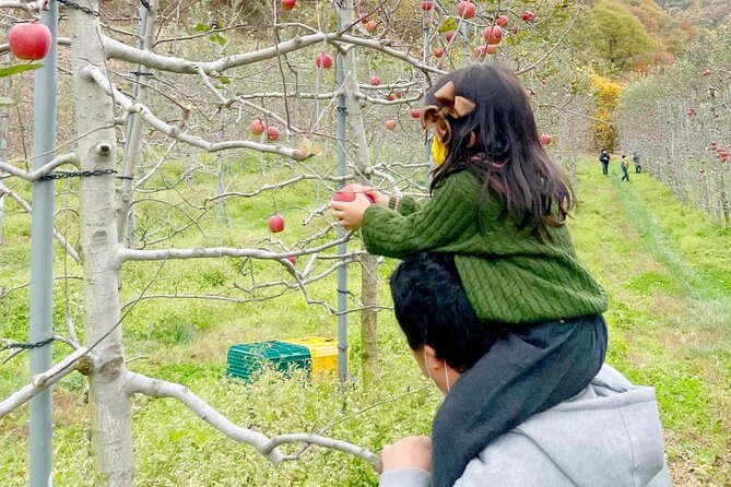 Full-Day Korean Orchard Tour With Lunch[Depart From Busan] - Pricing and Booking Information